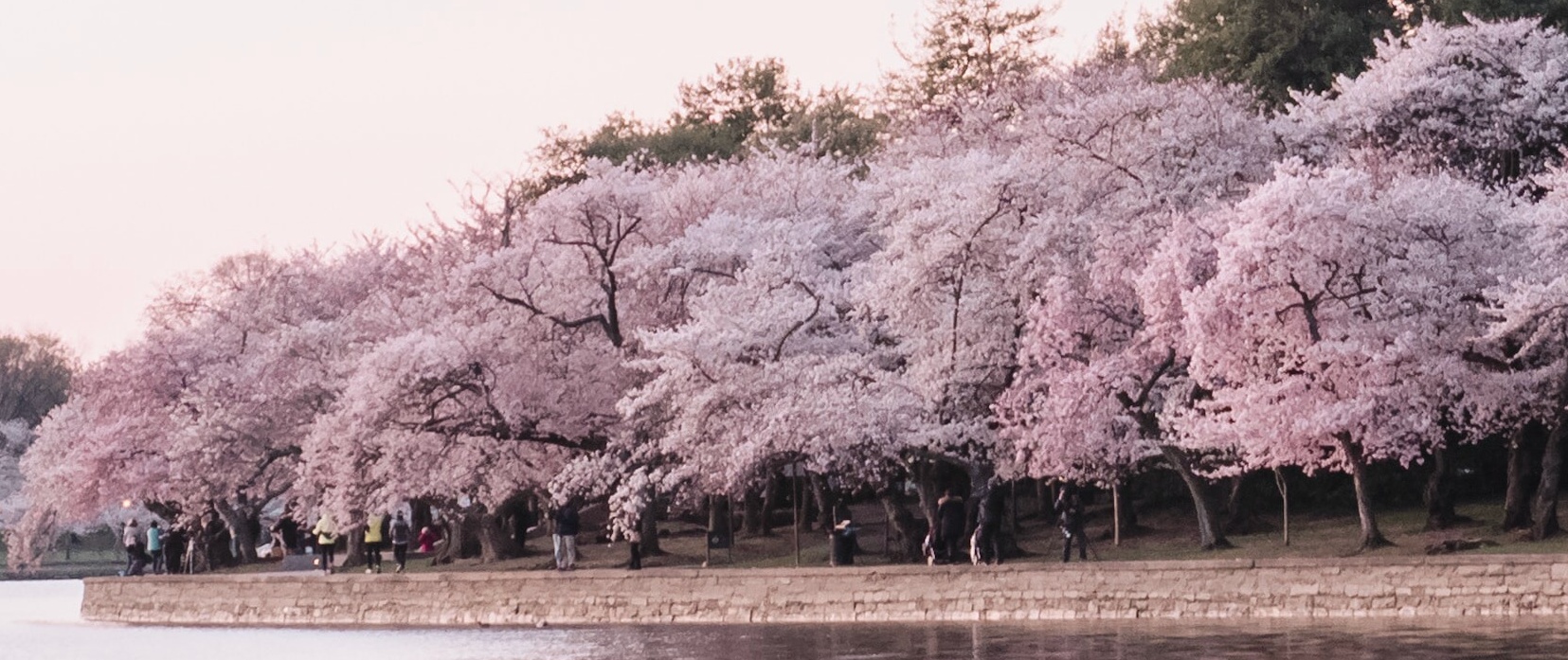 2023 National Cherry Blossom Festival Guide